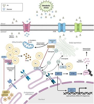 The multifaceted roles of ER and Golgi in metabolic cardiomyopathy